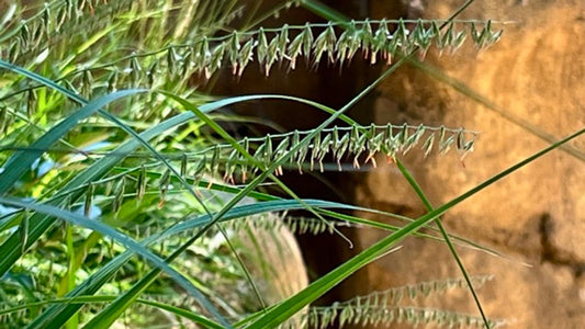 Grass, Side Oats Grama - Bouteloua curtipendula
