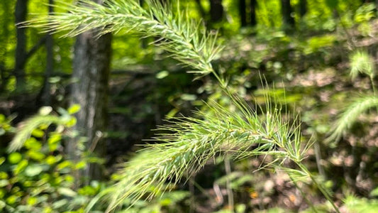 Rye, Canada Wild - Elymus canadensis