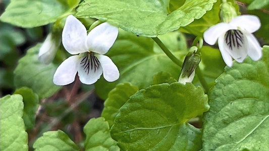 Violet, Sweet White - Viola blanda