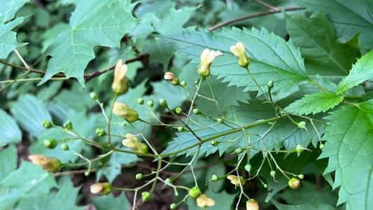 Figwort, Early - Scrophularia lanceolata