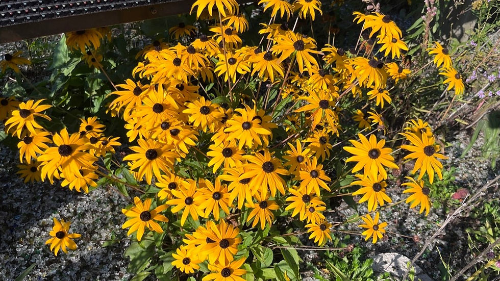 Showy Goldenrod Quart