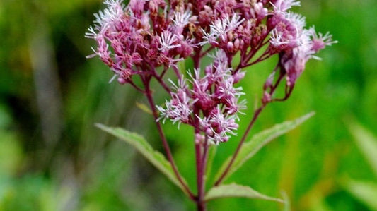 Joe Pye Weed Flat