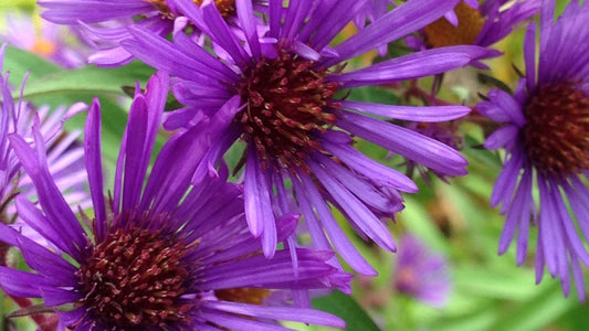 New England Aster Quart