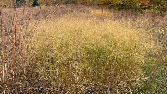 Grass, Switch - Panicum virgatum