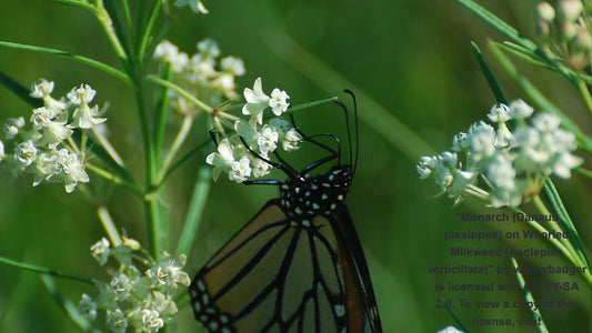 Milkweed, Eastern Whorled - Asclepias verticillata