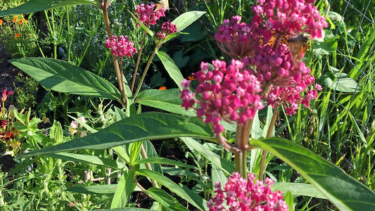 Milkweed, Rose - Asclepias incarnata