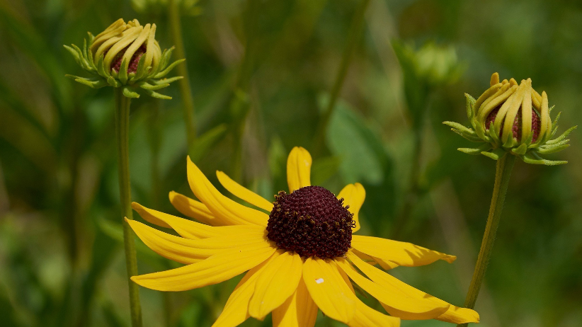 Sweet Black Eyed Susan Quart