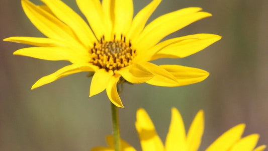 Sunflower, Western - Helianthus occidentalis