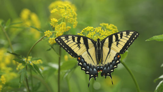 Golden Alexander - Zizia aurea