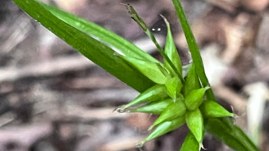 Sedge, Shining Bur - Carex intumescens