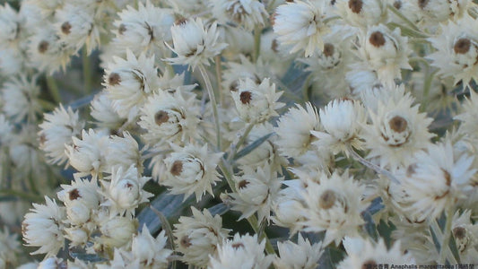 Pearly Everlasting - Anaphalis margaritacea