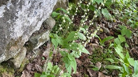 Bishop's Cap - Mitella diphylla