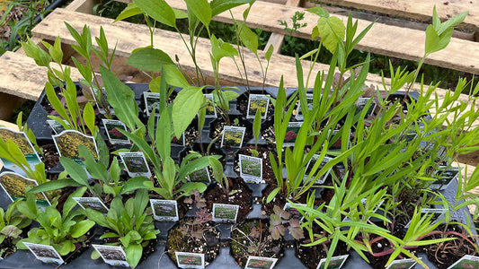 Wildflower Garden Kit