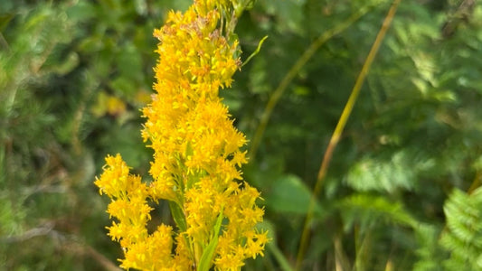 Goldenrod, Bog - Solidago uliginosa