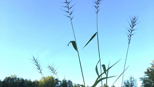 Grass, Bottlebrush - Hystrix patula