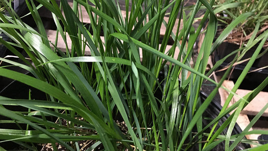 Grass, Sweet - Athoxanthum hirtum