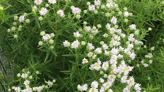 Mint, Mountain - Pycnanthemum virginianum