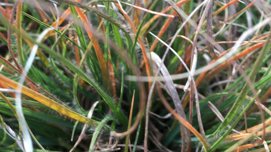 Grass, Poverty Oat  - Danthonia spicata