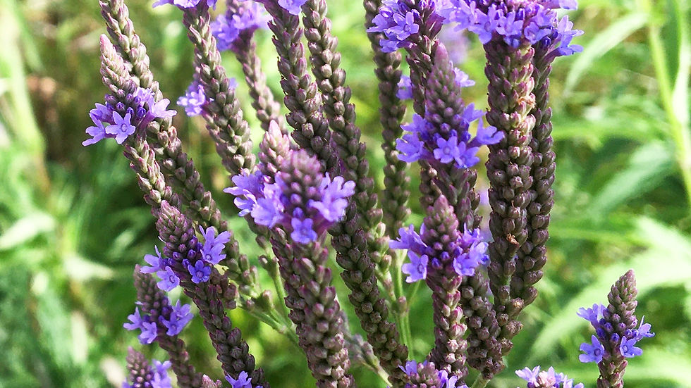Vervain, Blue - Verbena hastata