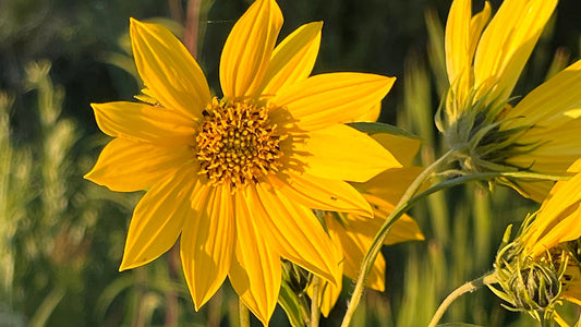 Sunflower, Paleleaf - Helianthus strumosus