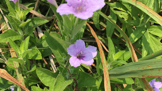 Petunia, Wild - Ruellia humilis