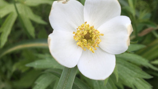 Anemone, Canada - Anemone canadensis