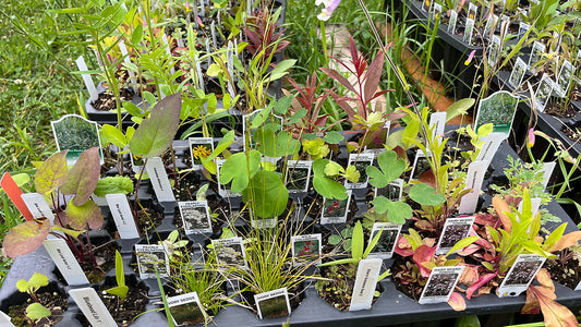 Shade Garden Kit