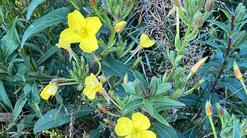 Primrose, Evening - Oenothera biennis
