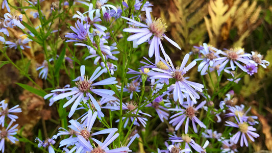 Aster, Smooth Blue - Symphyotrichum laeve