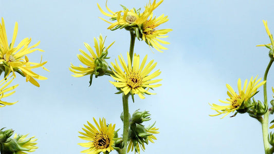 Compass Plant - Silphium laciniatum