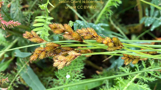 Sedge, Early Fen - Carex crawfordii