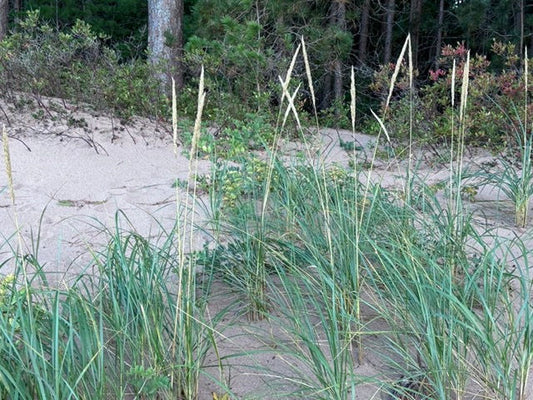 Sandy Soil Garden Kit