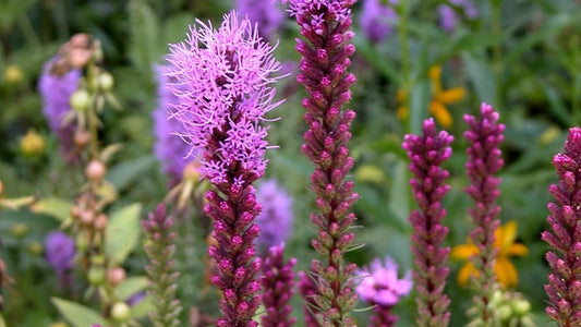 Blazingstar, Marsh - Liatris spicata