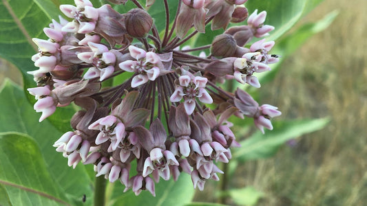 Milkweed, Common - Asclepias syriaca