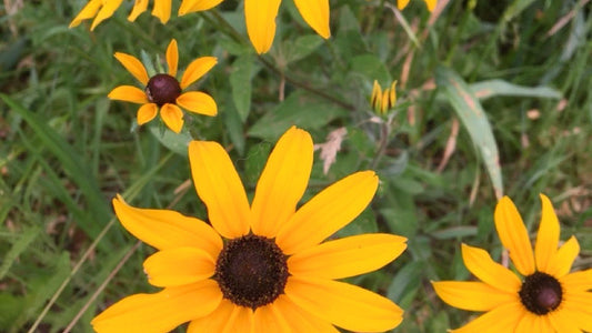 Black-eyed Susan Flat