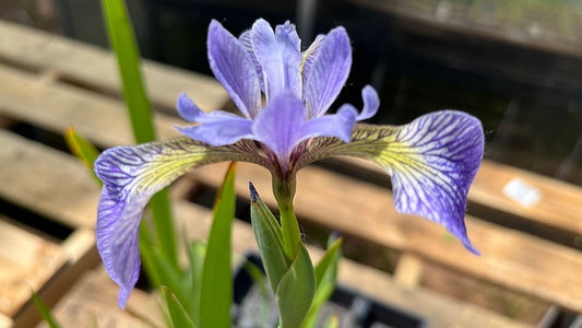 Wild Blue Iris Quart