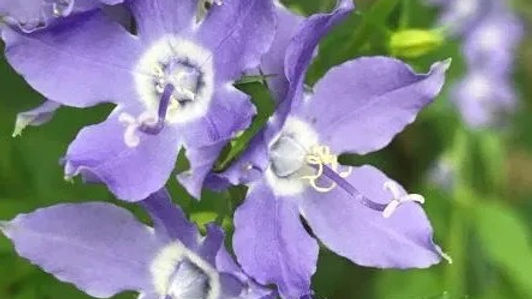 Bellflower, Tall - Campanulastrum americanum
