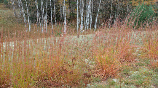 Grass, Little Bluestem - Schizachyrium scoparium