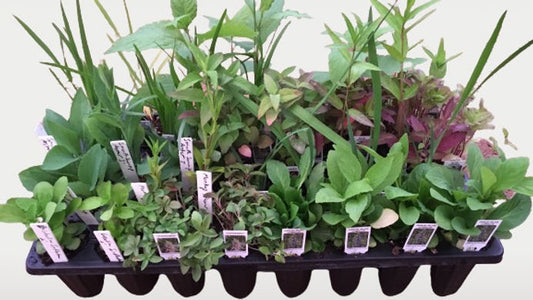Rain Garden Kit