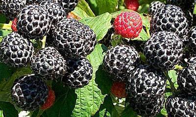 500 Allen Black Raspberry