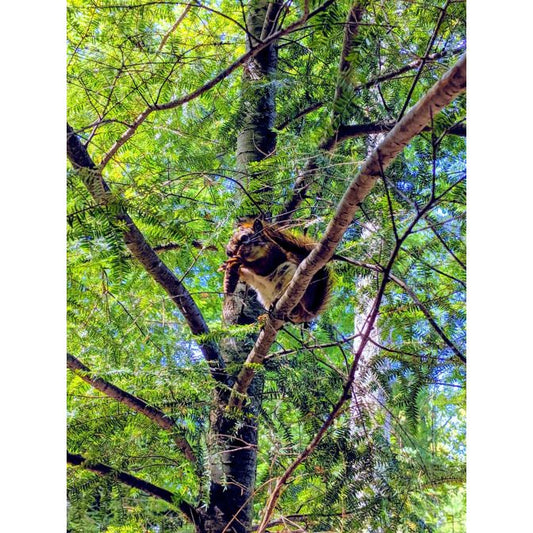 836-1 Hemlock Plugs (Packed In Units of 25 Plugs)