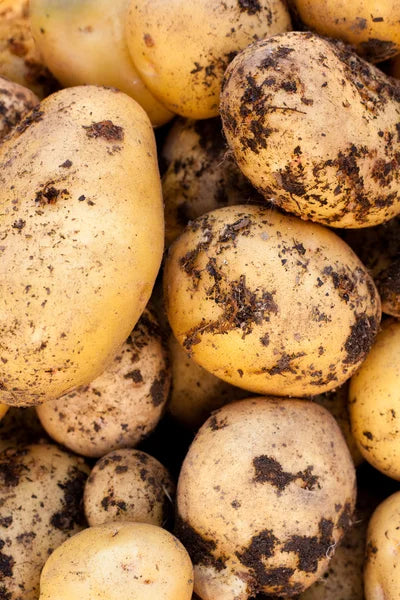 698 Yukon Gold Seed Potato
