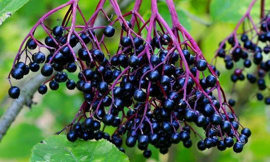 York Elderberry