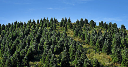 822-1 Frasier Fir Plugs (Packed In Units of 25 Plugs)