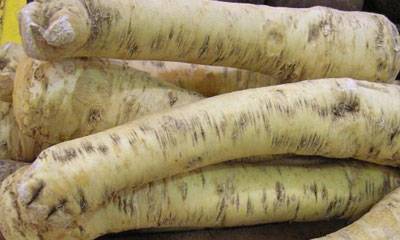 Czech Horseradish