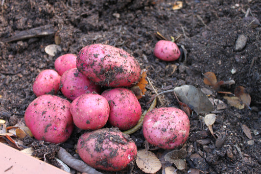 686 Red La Soda Seed Potato