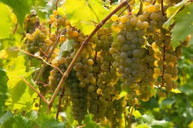 480 La Crescent White Wine Grap