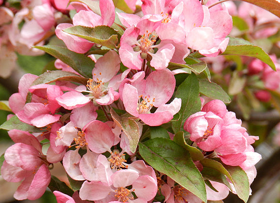 218 Indian Summer Crabapple