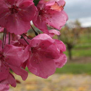 206 Cardinal Crabapple