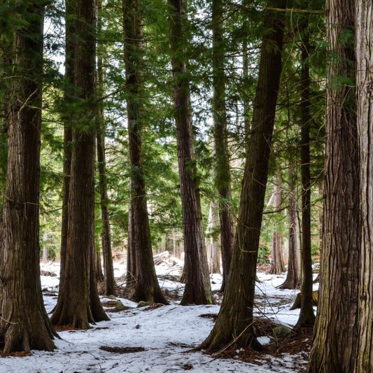 830-1 White Cedar Plugs (Packed In Units of 25 Plugs)